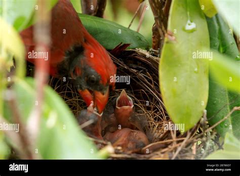 Cardinal Nest High Resolution Stock Photography and Images - Alamy