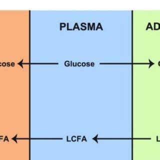 The randle cycle, "The glucose-fatty acids cycle" a homeostatic... | Download Scientific Diagram