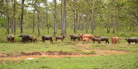 Ratanakiri