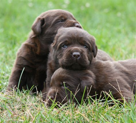 Chocolate Lab Retriever Breeders | Hidden Pond Labradors