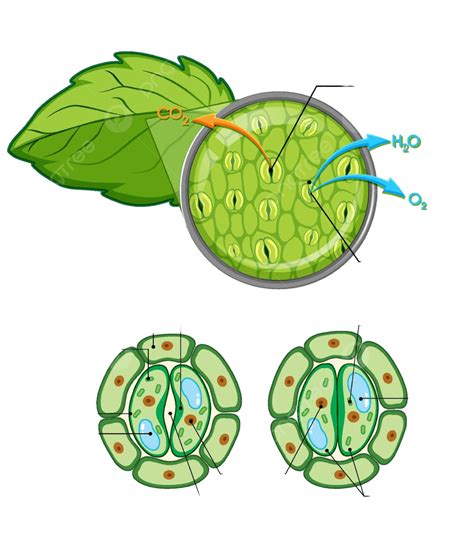 Diagram Showing Details Of Plant Cell Graphic Learning Biology Vector, Graphic, Learning ...