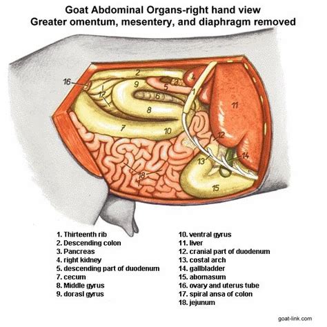 goat organs right side - Google Search | Goats, Organs, Gallbladder