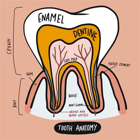 The Anatomy Of Your Teeth - Bethesda Family Dentistry