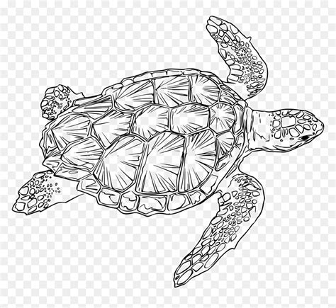 Loggerhead Turtle Clip Arts - Sea Turtle Line Drawing, HD Png Download ...