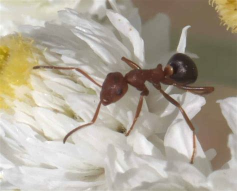 A Complete Guide on the Common Types of Ants - Pest Control Zone