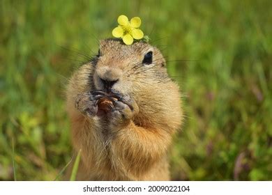 5,619 Funny gopher Images, Stock Photos & Vectors | Shutterstock