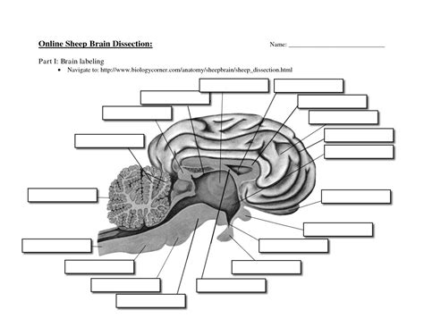 Sheep Brain Dissection Worksheet Answers - Printable Word Searches