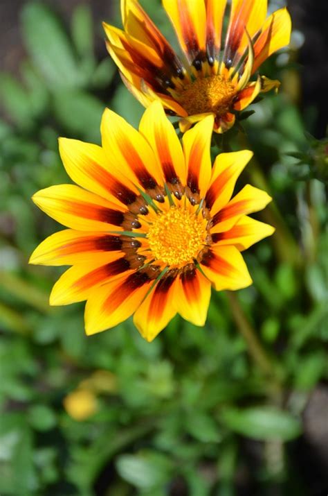 Photo gratuite: Fleur, Jaune, Orange, Plantes - Image gratuite sur Pixabay - 49237