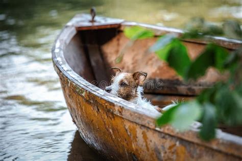 Dog playing in water stock photo. Image of playing, ocean - 51288030