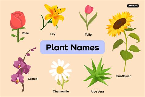 Types Of Flowering Plants With Pictures And Names - Infoupdate.org