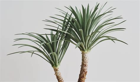 Yucca Plant Care Tips. Care for Yucca Indoors – Gardendi