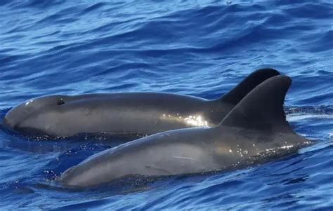 Scientists Discover the First Whale-Dolphin Hybrid Near Hawaii | Maritime Herald