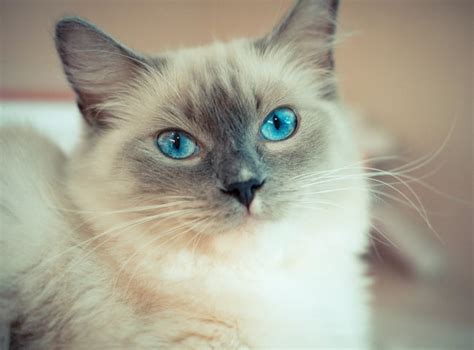 Mèo Ragdoll - Top 3 Vấn Đề Sức Khoẻ Cần Chú Ý - Thichthucung.com