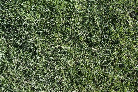 Stadium Grass Stock Photos, Images and Backgrounds for Free Download