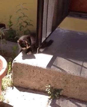 Fail | Funny Cat GIFs on Make a GIF