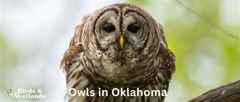 9 Must See Owls in Oklahoma - Birds & Wetlands