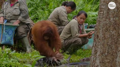 Coronavirus: Orangutan practices excellent hand-washing technique