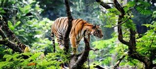 About Corbett, Jim Corbett National Park."