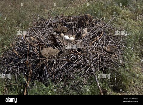 steppe eagle nest in the spring Kalmyk steppe Stock Photo - Alamy