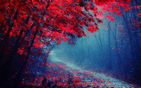 Forest Red Wallpapers - Wallpaper Cave