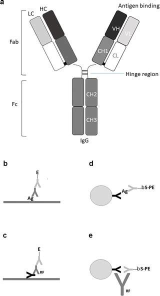 Immunoglobulin G structure and rheumatoid factor epitopes