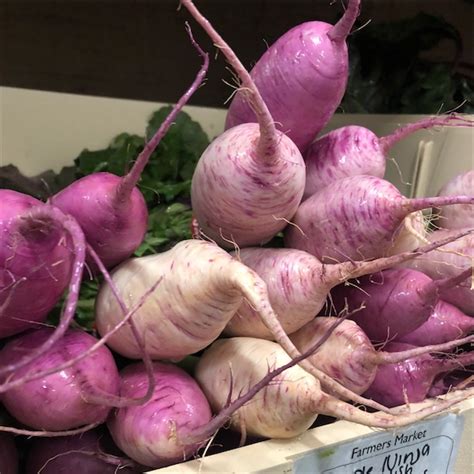 Purple Radishes Information, Recipes and Facts