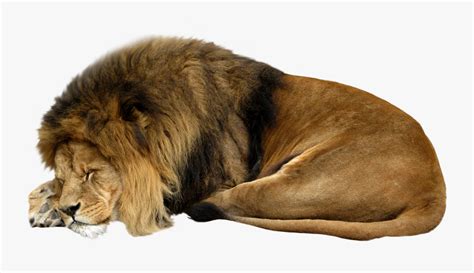 Lions Clipart Sleep - Sleeping Lion White Background , Free Transparent Clipart - ClipartKey