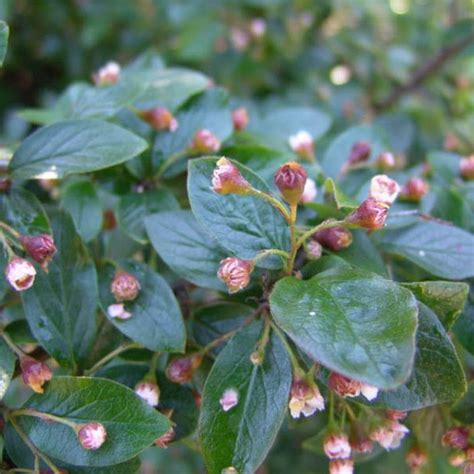 Cotoneaster, Acutifolia(Cotoneaster Acutifolia) - Schumacher's Nursery ...