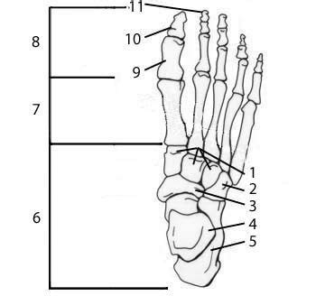 Foot Anatomy Bones Quiz | Anatomy bones, Foot anatomy bones, Anatomy