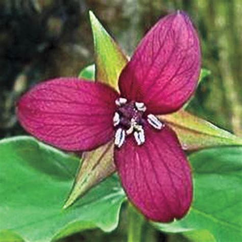 Purple Trillium | Gurney's Seed & Nursery Co.