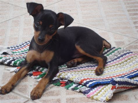 Seu Animal Domestico: Tudo sobre o cachorro pinscher