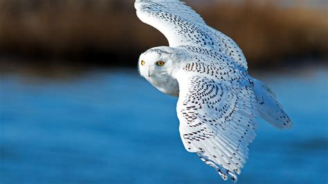 Download Flight Bird Animal Snowy Owl HD Wallpaper