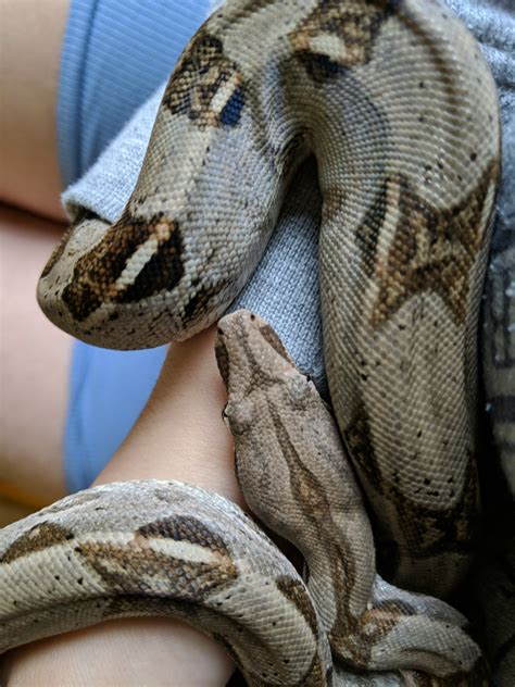 Boa constrictor Reptiles For Sale | Newton, MA #331007