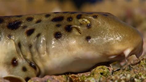 This Very Cute Epaulette Shark Uses His Fins to Walk on Land - Nerdist