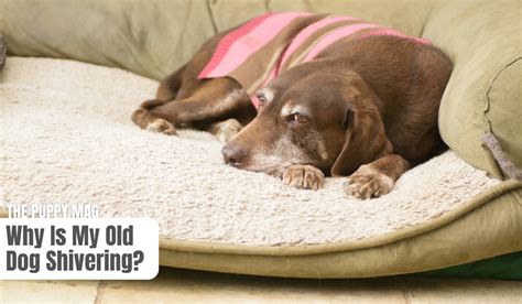 Why Is My Senior Dog Shivering: (All You Need to Know) – The Puppy Mag