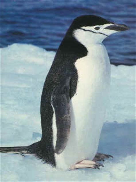 Chinstrap Penguin Facts, Habitat, Diet, Predators, Pictures