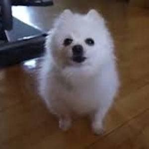 Gabe the Dog - Trivia, Family, Bio | Famous Birthdays