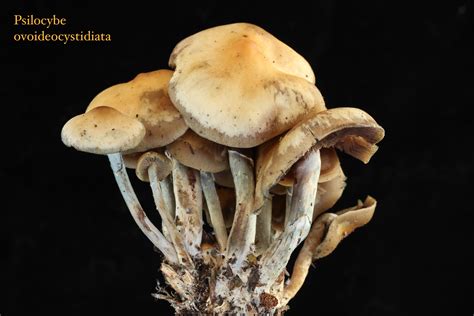 Psilocybe silvatica - Mushroom Hunting and Identification - Shroomery ...