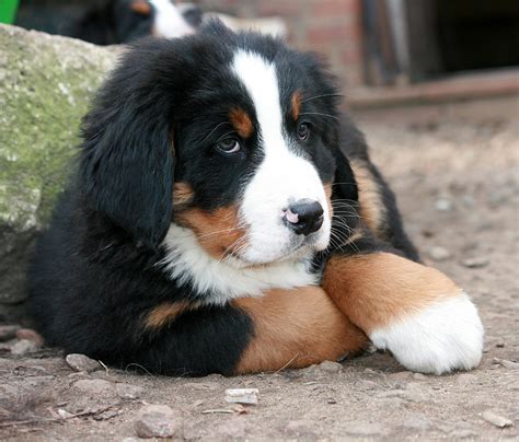 Royalty-Free photo: Bernese mountain puppy prone lying on ground at daytime | PickPik