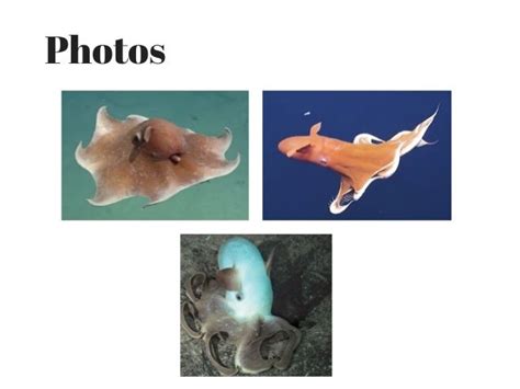 The Dumbo Octopus and Facts about it's species