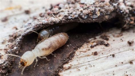 Tiny White Ants In The Soil - Are They Harmful?