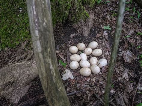 Wild Turkey Nesting (Behavior, Eggs + Location) | Birdfact