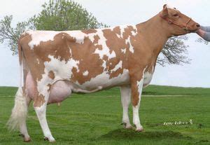 The Cattle Site - Breeds - Guernsey | Dairy cattle, Guernsey cow, Show cattle