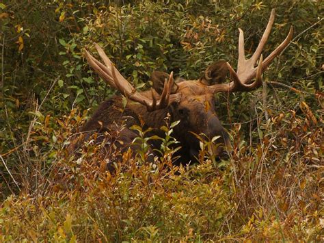 Chernobyl Disaster: Wildlife Thriving As Researchers Find Humans Are More Damaging Than ...