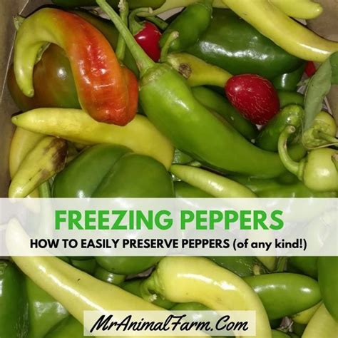 Can You Freeze Jalapeno Peppers | The Kitchen Stories