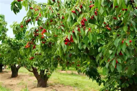 Fruit Tree Farms | Tree Farming Information | Farms.com