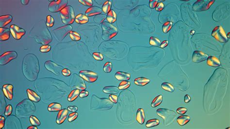 Potato starch gelatinization | Nikon Small World