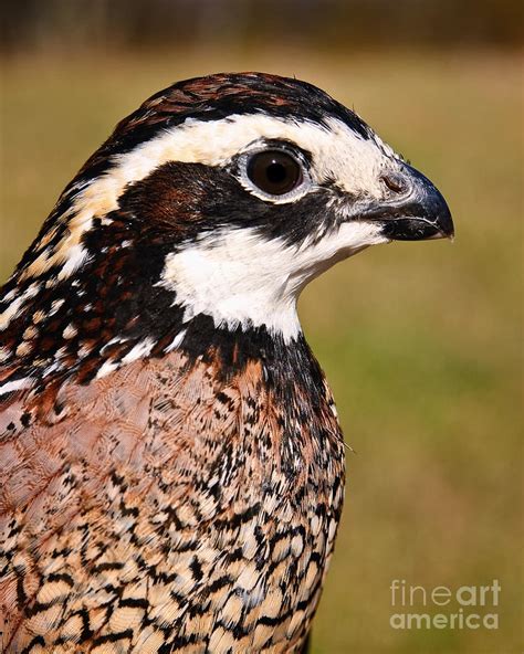 Northern Bobwhite Quail Profile Photograph by Timothy Flanigan - Pixels