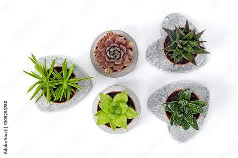 Variety of succulents in concrete planters Stock Photo | Adobe Stock