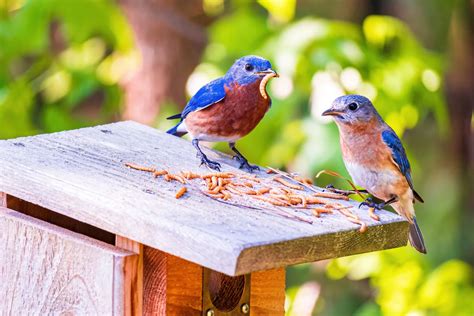 The 6 Best Bluebird Feeders That You Have To Try Out